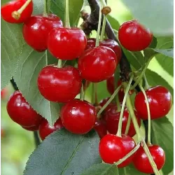 Vyšnia - Prunus cerasus PANDY