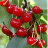 Sour cherry - Prunus cerasus ​PANDY