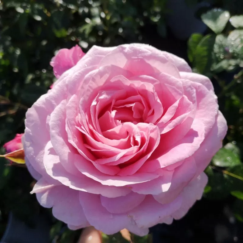 Užsisakyk augalus pavasariui jau dabar