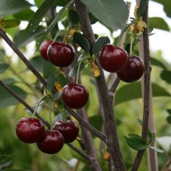 copy of Vyšnia - Prunus cerasus ​KELLERIIS 16
