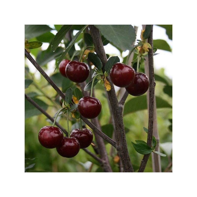 Sour cherry - Prunus cerasus NOVELLA