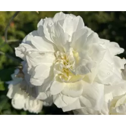 Rosa SUSAN WILLIAMS ELLIS ®