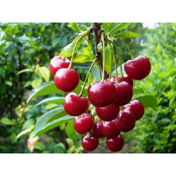 Vyšnia - Prunus cerasus STUDENČESKAJA
