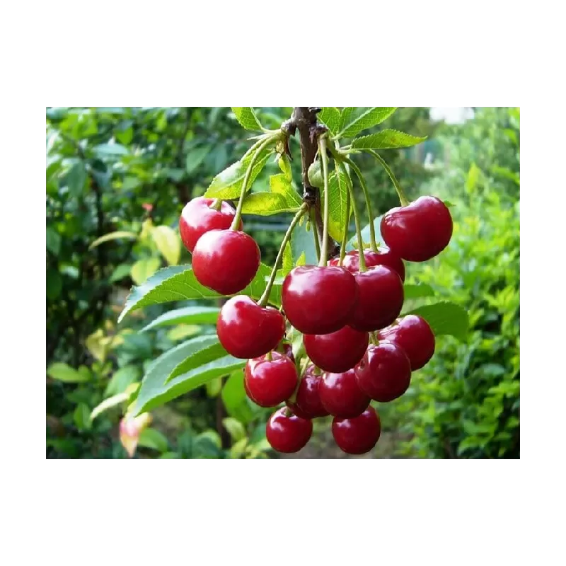 Sour cherry - Prunus cerasus ​STUDENCHESKAYA