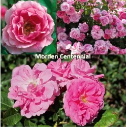 Rosa MORDEN CENTENNIAL