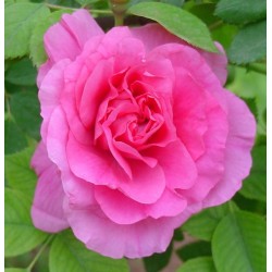 Rožė - Rosa MORDEN CENTENNIAL