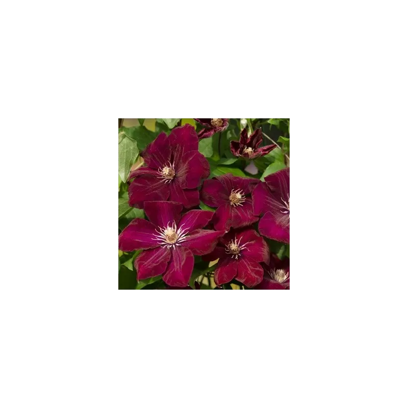 Clematis ROUGE CARDINAL C2.5