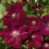 Clematis ROUGE CARDINAL C2.5