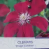 Clematis ROUGE CARDINAL C2.5