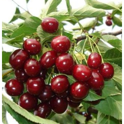 Vyšnia - Prunus cerasus ŠALUNJA