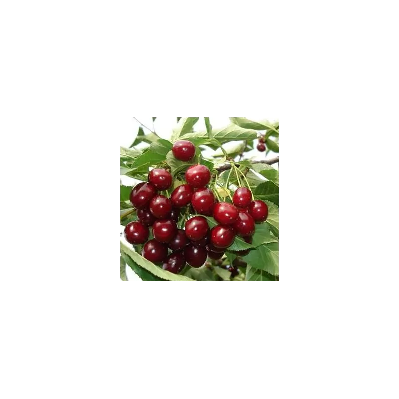 Vyšnia - Prunus cerasus ŠALUNJA
