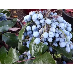 Mahonia aquifolium APOLLO