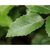 Mahonia aquifolium APOLLO