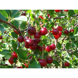 Vyšnia - Prunus cerasus ŽAGARVYŠNĖ
