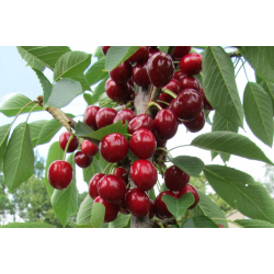 Vyšnia - Prunus cerasus  CAMPANELLO