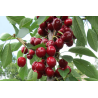 Sour cherry - Prunus cerasus ​CAMPANELLO
