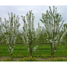 Vyšnia - Prunus cerasus CAMPANELLO