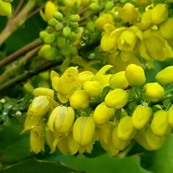 Mahonia aquifolium