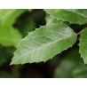 Dyglialapė mahonija - Mahonia aquifolium