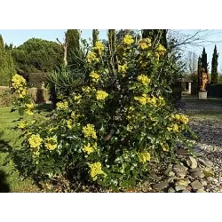 Mahonia aquifolium