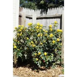 Dyglialapė mahonija - Mahonia aquifolium