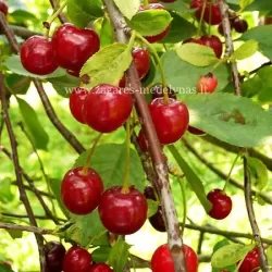 Sour cherry - Prunus cerasus ​IGRUSHKA (TOY)