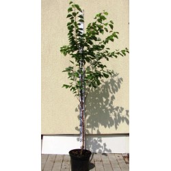 Abrikosas - Prunus armeniaca SEVERNYJ TRIUMF