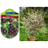 Vyšnia - Prunus cerasus PIEMONT