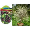 Sour cherry - Prunus cerasus ​PIEMONT