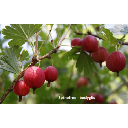 Gooseberry - Ribes uva-crispa SPINEFREE