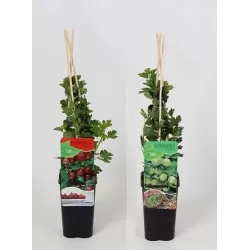 Gooseberry - Ribes uva-crispa HINNONMAKI RED