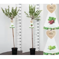 Gooseberry - Ribes uva-crispa HINNONMAKI RED