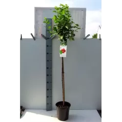 Gooseberry - Ribes uva-crispa HINNONMAKI RED