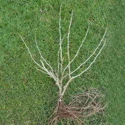 Agrastas - Ribes uva-crispa INVICTA