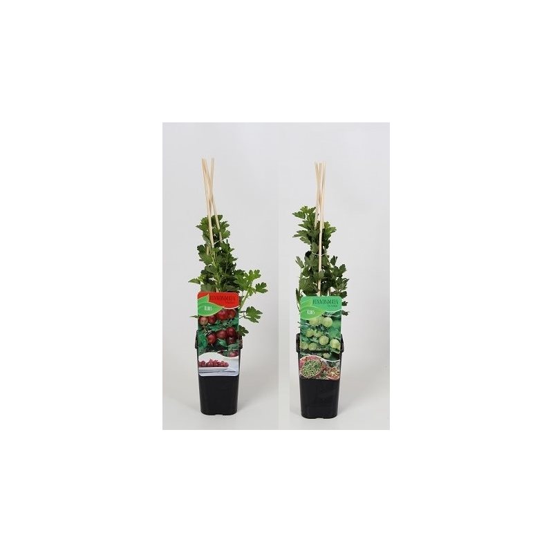 Gooseberry - Ribes uva-crispa INVICTA