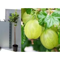 Gooseberry - Ribes uva-crispa INVICTA