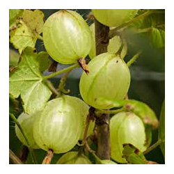 Agrastas - Ribes uva-crispa INVICTA
