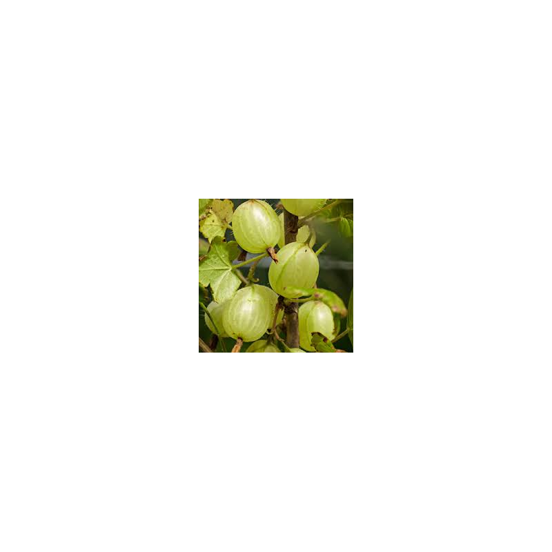 Gooseberry - Ribes uva-crispa INVICTA