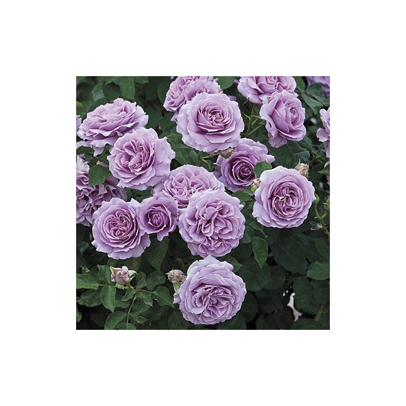 Rožė - Rosa LOVE SONG ®