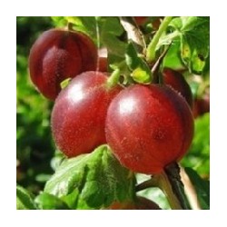 copy of Agrastas - Ribes uva-crispa SPINEFREE