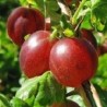 Gooseberry - Ribes uva-crispa KAMIENIAR