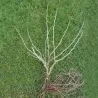 Agrastas - Ribes uva-crispa MUCURINES