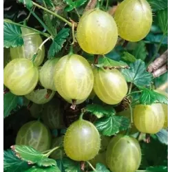 Gooseberry - Ribes uva-crispa MUCURINES