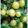Agrastas - Ribes uva-crispa MUCURINES