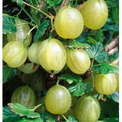 Agrastas - Ribes uva-crispa  HINNONMAKI ŽALI