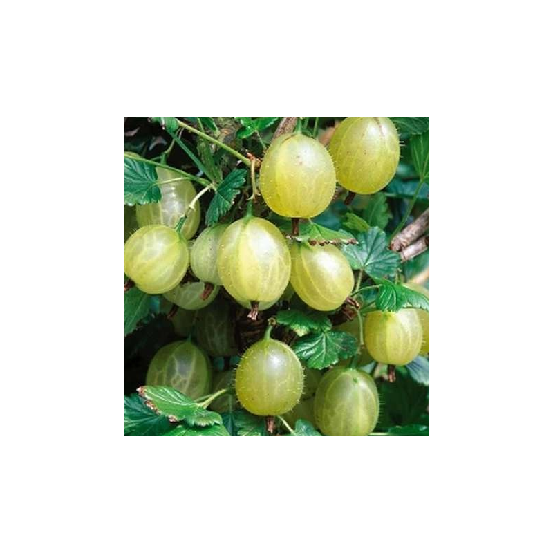 Gooseberry - Ribes uva-crispa HINNONMAKI GREEN