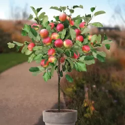 Paprastoji (naminė) obelis ELSTAR - Malus domestica