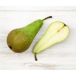 Pear - Pyrus communis CONFERENCE