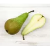 Pear - Pyrus communis CONFERENCE