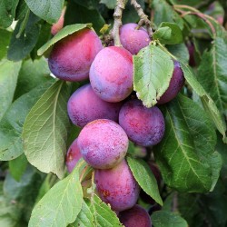 Naminė slyva - Prunus domestica OPAL